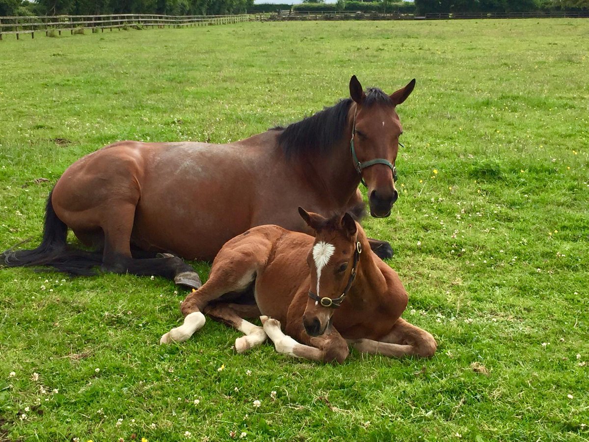 Two queens 👑👑 Lillebonne and her Night of Thunder filly that sold yesterday @Tattersalls1766 @BarodaStudIre. Very gratifying that some of the world's best horse people saw her and liked her through the week - best of luck to @LanesEndFarms 🍀