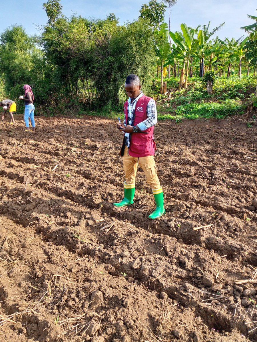 MWISENEZAF59205's tweet photo. 🌽Kuwa 6 Ukwakira 2023 mukarere ka @RwamaganaDistr  Umurengewa @GishariSector Akagali ka #Kavumu turi gutera Ibigori #WH507 kubuso bwa #2Hectare intera hagati y'umurongo n'undi ni #75Cm, hagati y'ikigori n'ikindi ni #20Cm. Umurongo 1 muri 3 Turatera ibigabo Bizabangurira ibigore. https://t.co/FFzLnzzIq3