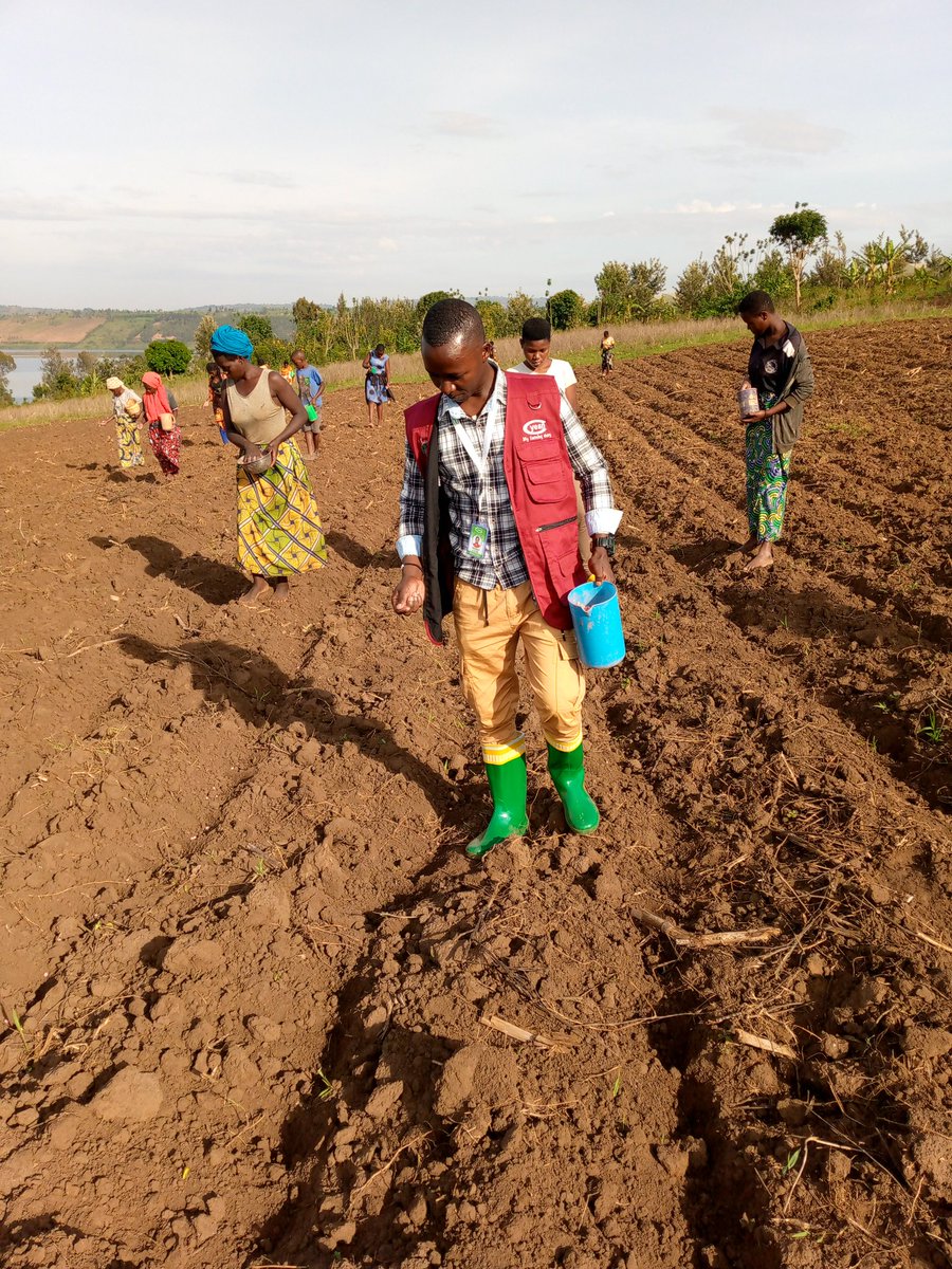 MWISENEZAF59205's tweet photo. 🌽Kuwa 6 Ukwakira 2023 mukarere ka @RwamaganaDistr  Umurengewa @GishariSector Akagali ka #Kavumu turi gutera Ibigori #WH507 kubuso bwa #2Hectare intera hagati y'umurongo n'undi ni #75Cm, hagati y'ikigori n'ikindi ni #20Cm. Umurongo 1 muri 3 Turatera ibigabo Bizabangurira ibigore. https://t.co/FFzLnzzIq3