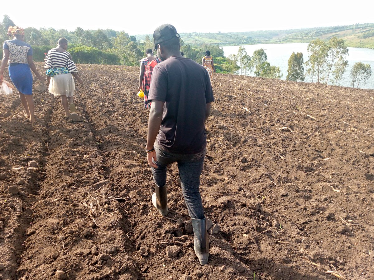 MWISENEZAF59205's tweet photo. 🌽Kuwa 6 Ukwakira 2023 mukarere ka @RwamaganaDistr  Umurengewa @GishariSector Akagali ka #Kavumu turi gutera Ibigori #WH507 kubuso bwa #2Hectare intera hagati y'umurongo n'undi ni #75Cm, hagati y'ikigori n'ikindi ni #20Cm. Umurongo 1 muri 3 Turatera ibigabo Bizabangurira ibigore. https://t.co/FFzLnzzIq3