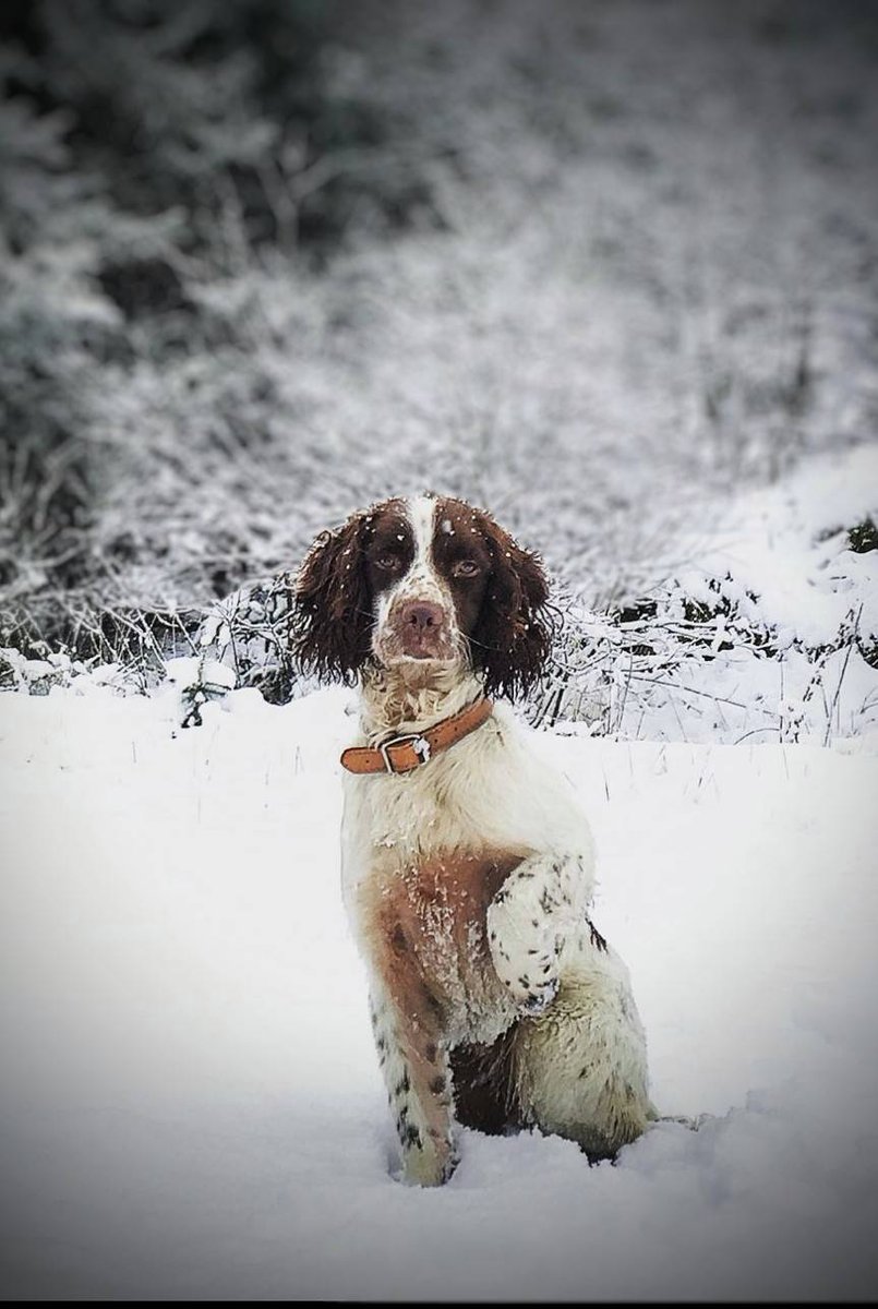PSOSDogs's tweet photo. It's a well earned retirement day for #PDOtis one of our Victim Recovery dogs. Otis was also our first ever Wildlife Detection dog. Both Otis & his handler #S319, have helped find numerous victims of crime & missing people. Good luck Otis!
#AmazingDog
https://t.co/4C0KKvsWW3 https://t.co/cFkwDvkl42