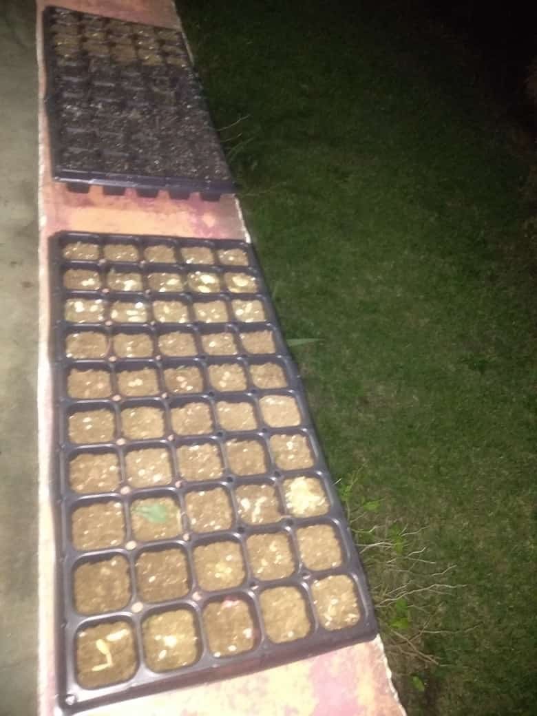 AGRI_AIDE's tweet photo. Can you name the seedlings that have emerged thus far ? 

1st Photo: September 29, 2023 Friday 8:23 AM
2nd Photo: October 2, 2023 Monday 8:55 AM
3rd Photo: October 3, 2023 Tuesday 11:00 AM
4th Photo: October 4, 2023 Wednesday 8:41 AM

#Grenada #Organic #Farming #Agriculture https://t.co/Z4jocH2H3L