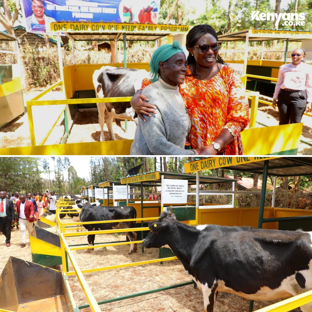 MeruGovKawira's tweet photo. HAPA KAZI TU. We launch the Ksh50 million "One Dairy Cow, One Needy Family" program in Meru County https://t.co/qitzoIMuST