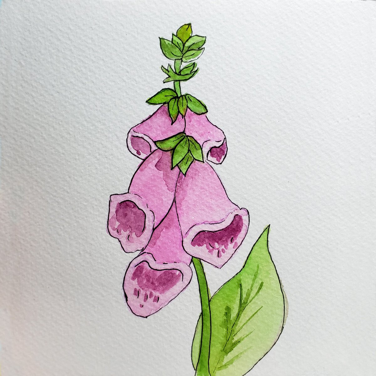 sirithre's tweet photo. Day 6 - Foxglove
Today for #MetaTober , I chose the list #honiapoisonwitches by @/art.honia on IG, and the prompt was Foxglove!
So I did just a simple flower study as I don't have a ton of free time today. https://t.co/9znHJEiuyh
