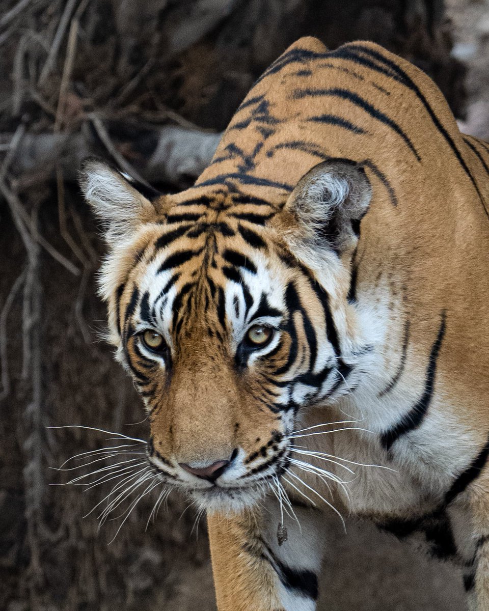 ashwanikasid's tweet photo. Beauty and The Beast ✨️🐅
Ranthambore Tiger Reserve 🇮🇳
 📷 Nikon https://t.co/tmnj2hKZ3T