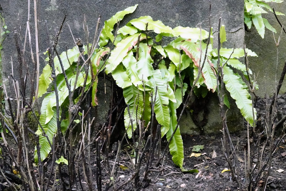 fotoaufnahme's tweet image. Der #HirschzungenFarn sprießt am alten Mauerwerk. Ein eher seltener #Farn. Einen schönen Tag euch allen.