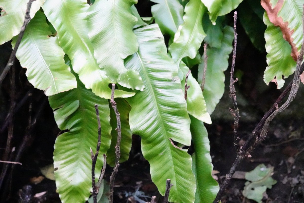fotoaufnahme's tweet image. Der #HirschzungenFarn sprießt am alten Mauerwerk. Ein eher seltener #Farn. Einen schönen Tag euch allen.
