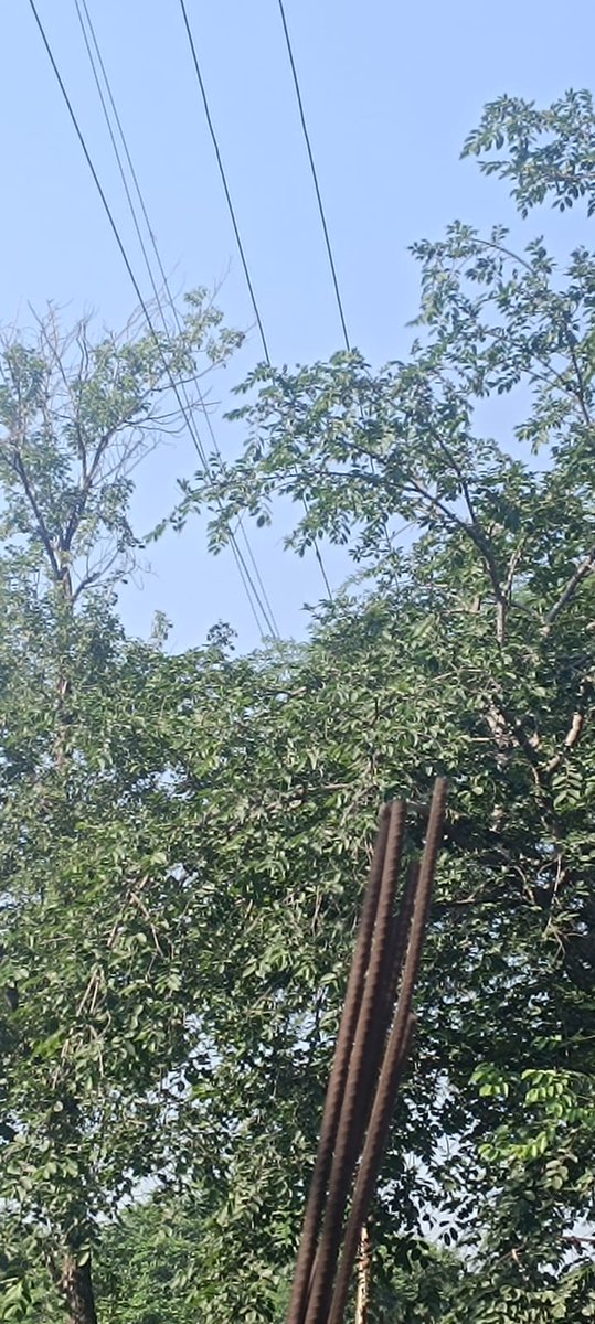 dvvnljhansi's tweet photo. Tree branches cutting of 33 Kv Ranimahal line under 33/11 KV New galamandi s/s @MDDVVNL
@dvvnlhq @UPPCLLKO @UPPCLLKO @CMOfficeUP @aksharmaBharat https://t.co/UUoH97SFE8