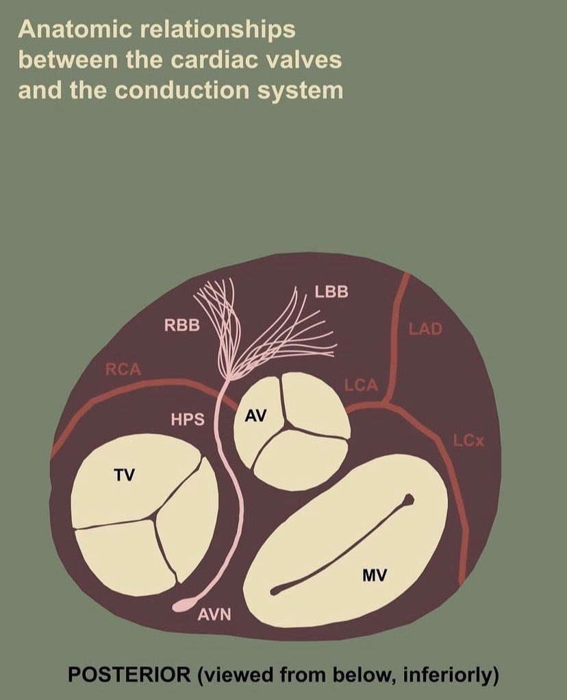 Cardiac Trials tweet media