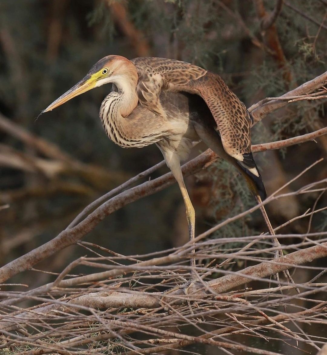 KinnockPaul's tweet photo. Purple Heron 
#uae #Heron #herons #birds #bird #BirdofTheYear #BirdsSeenIn2023 #TwitterNatureCommunity #TwitterNaturePhotography #uaebirding #birding #birdwatching #nature #wildlife #birdph https://t.co/b7d8gevs6G