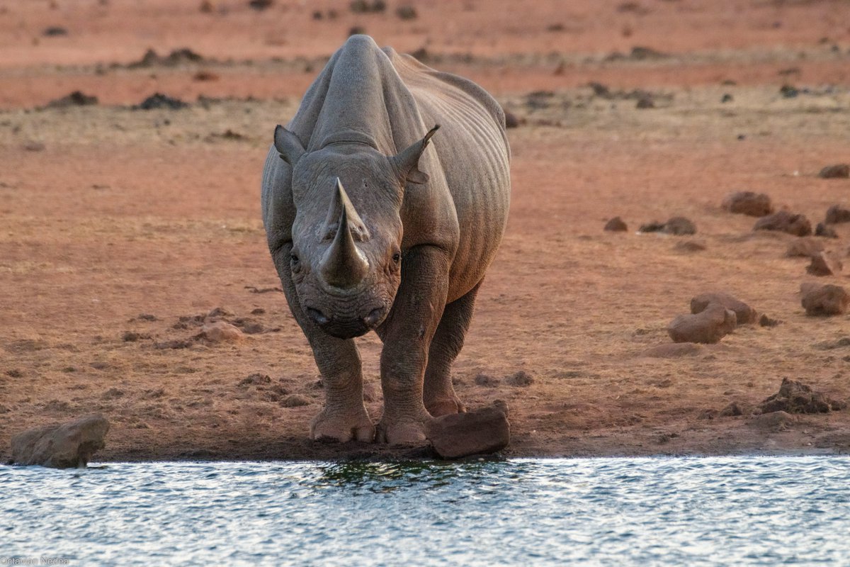 KSLHotels's tweet photo. 🌿 Explore the Wonders of Ngulia Safari Lodge! 🦓
https://t.co/KLYRYbuU6e...
 #tsavowest #pearl #StaycationMode #newweeknewgoals #tranquility #vacay2023 #tembeakenya #customerserviceweek #mondayvibes #tsavonationalparkwest #EarlyBirdOffer #staycation2023 #fridayfun #weekendaway https://t.co/eUpgumpOeq