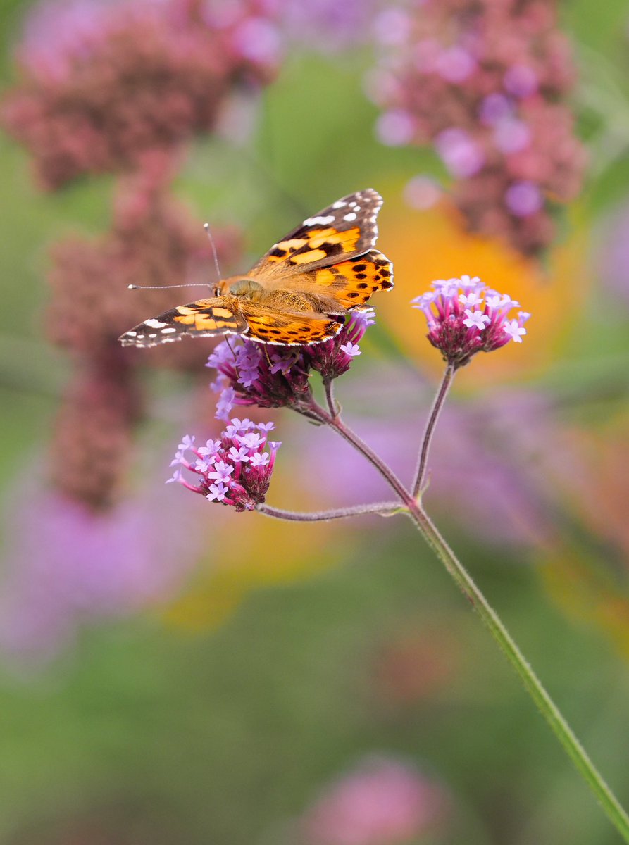 Painted lady’s in the garden this week 🤗 <a href="/savebutterflies/">Butterfly Conservation 🦋</a> <a href="/BritishGardens/">GreatBritishGardens</a>