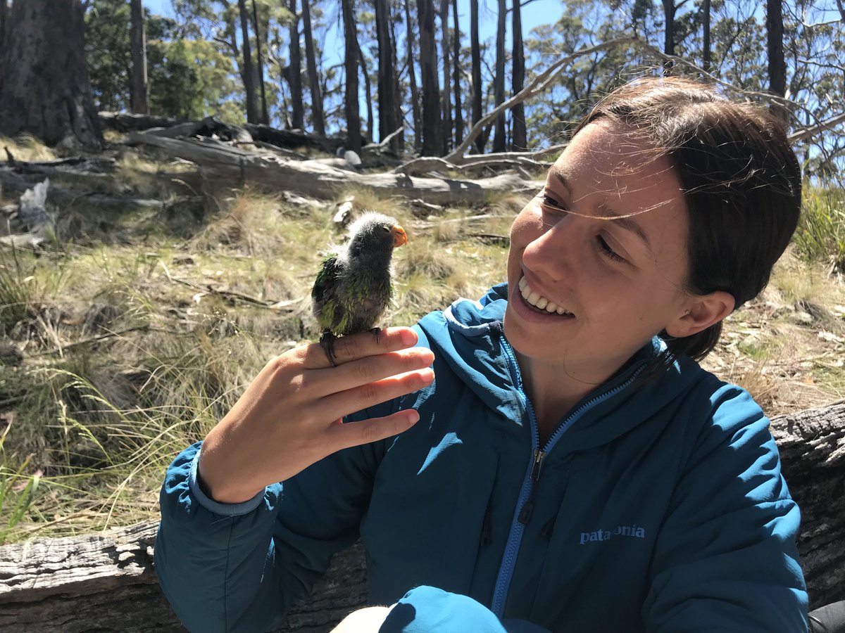 That time I chased swift parrots in Tas with ⁦@teamswiftparrot⁩. So fun but, at the same time, I was heartbroken by the state of things. So much habitat lost, a species verging on extinction. We need to do better. #BirdOfTheYear