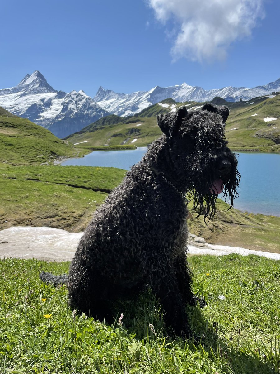 FezzikK's tweet photo. @bunsenbernerbmd Taking a rest at the Bachalpsee on the hike from Schynige Platte to First in the Bernese Oberland 🇨🇭 this is a beautiful day hike that we did in June 2020 and probably one of the most scenic hikes in Switzerland, incredible views in all directions. https://t.co/wOW3yJ8epH