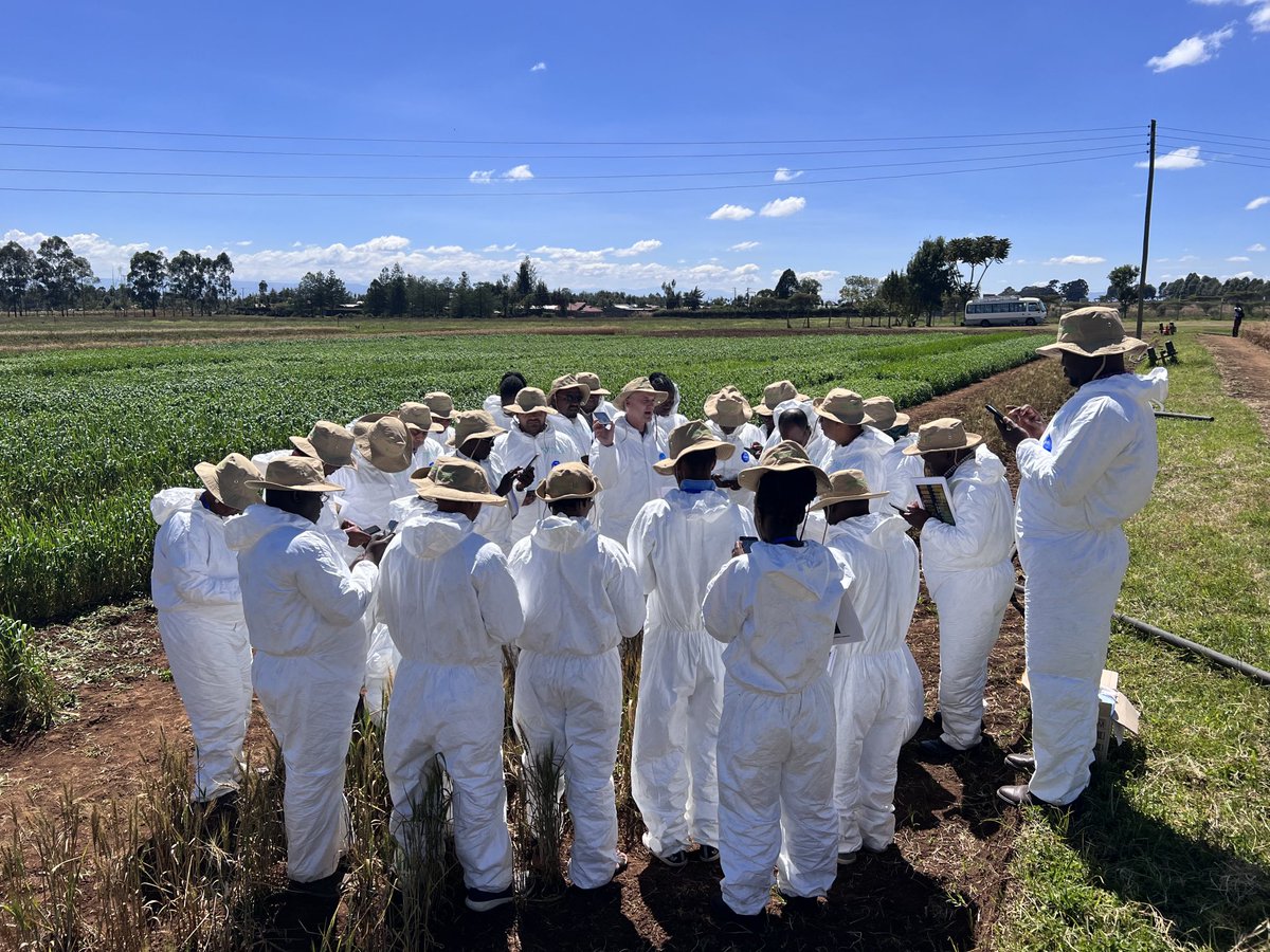 Training a new generation of wheat rust-trackers! Our team delivering  hands-on training on wheat pathogen survey and samples collection at KALRO in Njoro, Kenya. ⁦<a href="/globalrust/">Borlaug Global Rust Initiative</a>⁩ #DEWAS ⁦<a href="/CIMMYT/">CIMMYT</a>⁩ ⁦<a href="/CornellGlobal/">Cornell Global Development</a>⁩