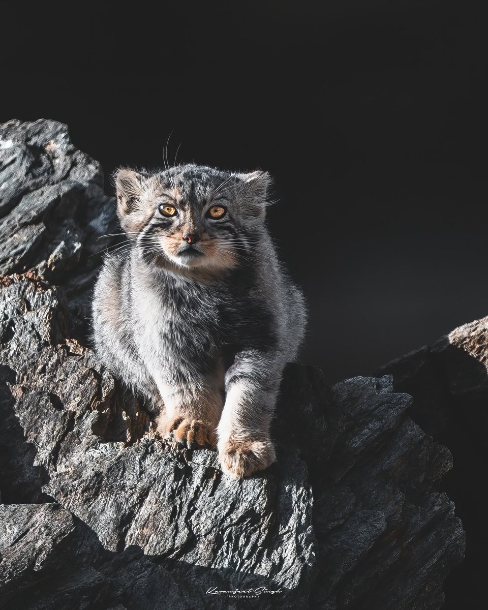 I found this juvenile Pallas's cat basking in the sun on a boulder by the roadside, attentively observing the path and seeking a chance to cross into the marshes. #pallascat #wildlife #ladakh