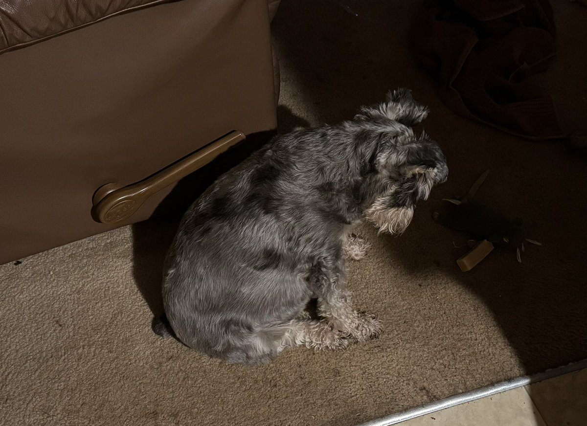 Tucker still sleepy sitting on his butt looking at his breakfast snack