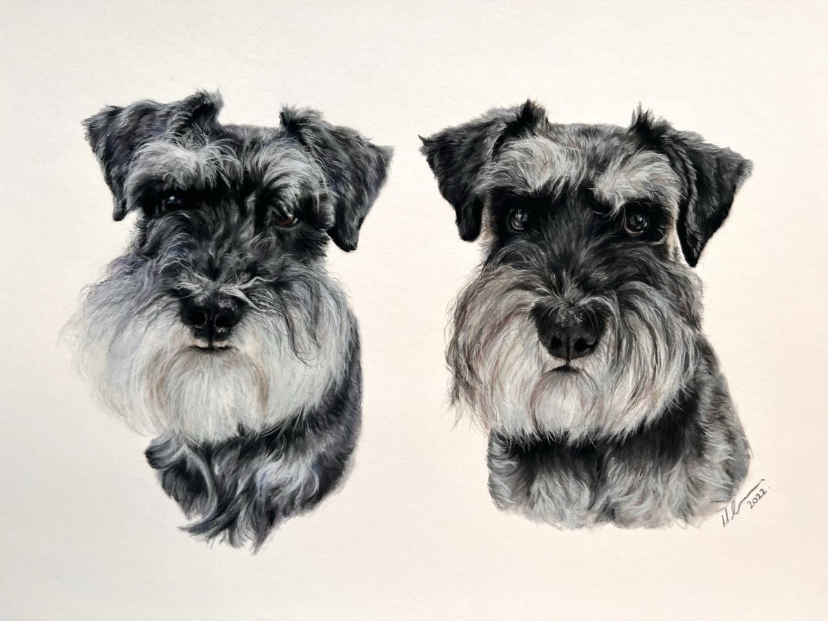 #throwback to this time last year when I was just starting work on this adorable duo of Schnauzers, Alfie and Lulu! #SchnauzerGang #petportrait