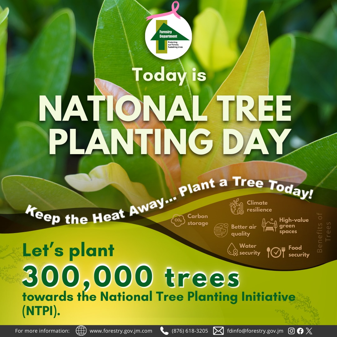 ForestryDeptJa's tweet photo. Today is NATIONAL TREE PLANTING DAY. #NTPD
Keep the Heat Away... Plant a Tree Today!
Remember the important roles trees play to sustain our lives every day, and plant to preserve these benefits for current and future generations.
Let's plant 300,000 trees towards the #NTPI. https://t.co/Y7uH09Js9l
