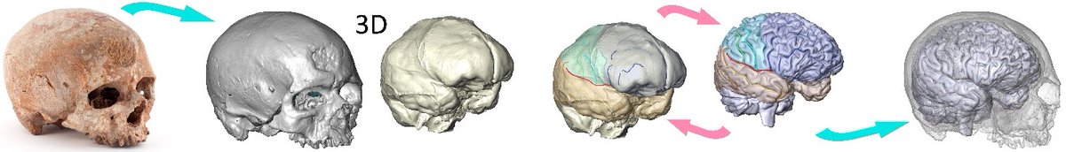 PaleoBRAIN (@brainpaleo) on Twitter photo For #FossilFriday, an exemple of what <a href="/BrainPaleo/">PaleoBRAIN</a> can do!
From the Cro-Magnon 1 skull to its brain reflecting its real neuroanatomical characteristics! For #FossilFriday, an exemple of what <a href="/BrainPaleo/">PaleoBRAIN</a> can do!
From the Cro-Magnon 1 skull to its brain reflecting its real neuroanatomical characteristics!