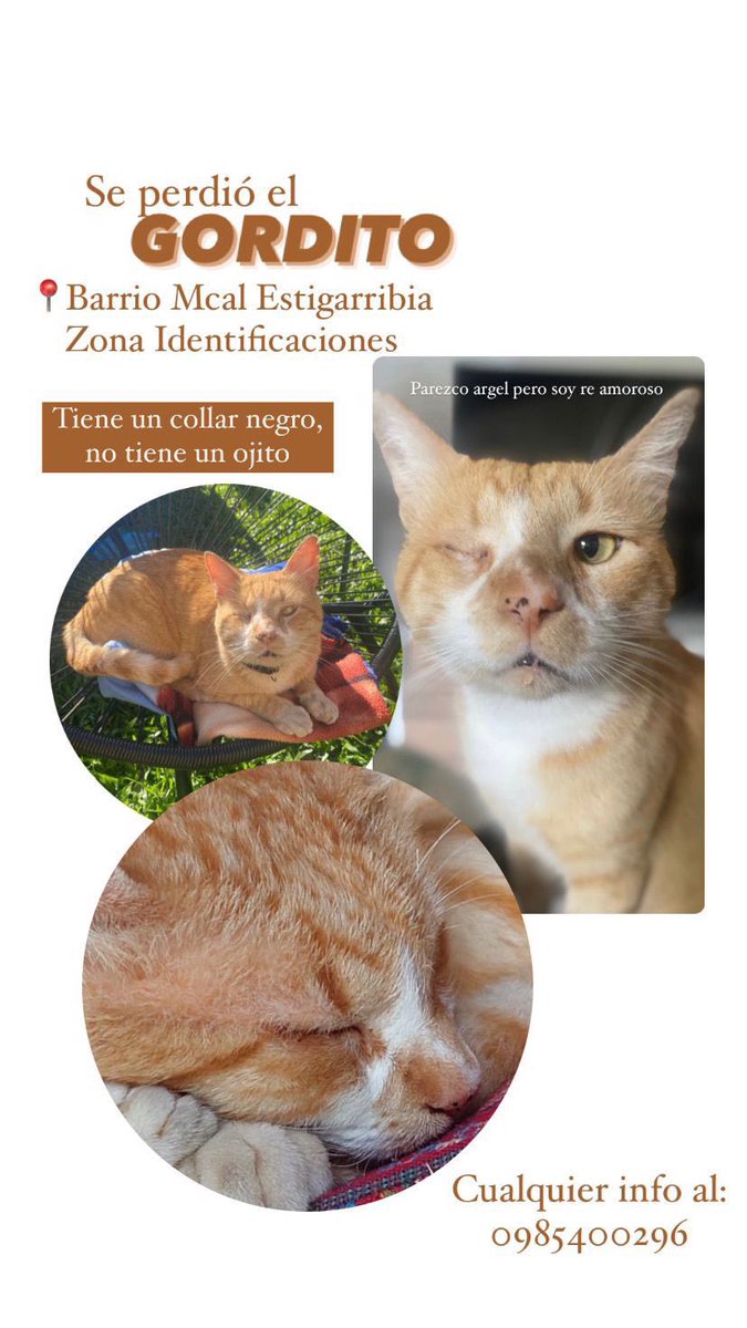 Se perdió el gatito de una amiga!!!! Porfa RT para difundir y que si alguien lo vio pueda ayudar a encontrarle
