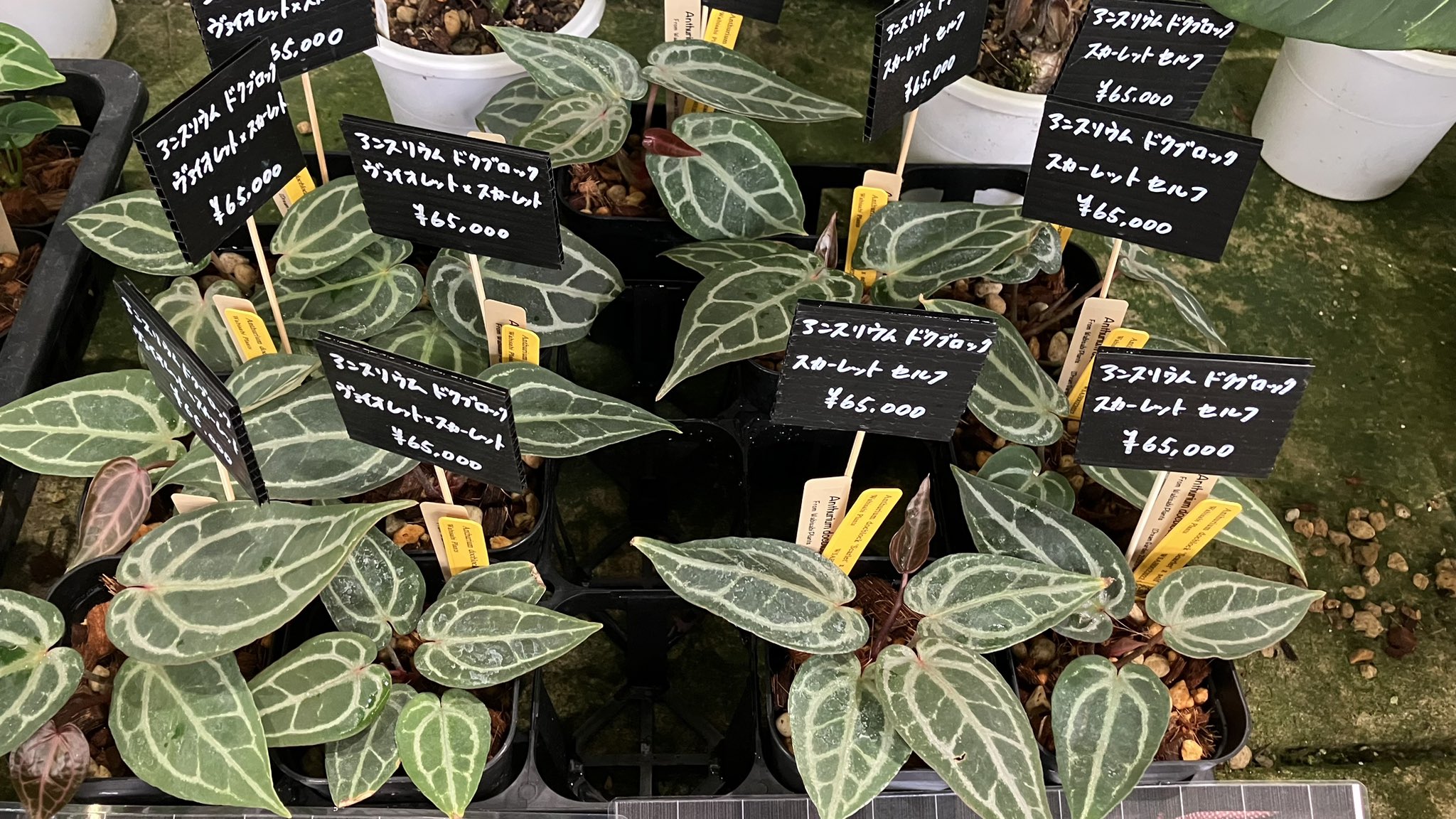 【人気商品】 ソケ939  X: on その他観葉植物