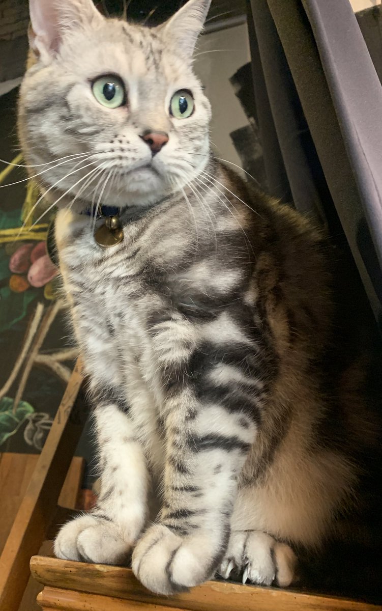 goroccat's tweet photo. 너뮤 귀여워서 쓰다둠다가 싸움 https://t.co/0HajdrkW1A