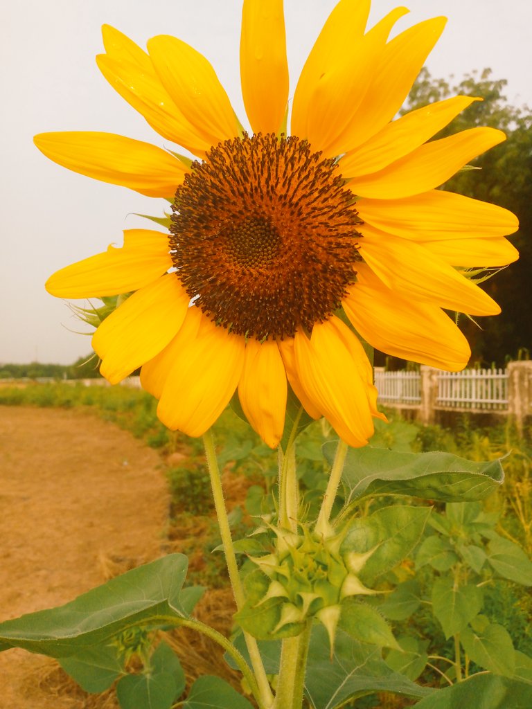 Elbash3875's tweet image. Good morning
Can you recreate this