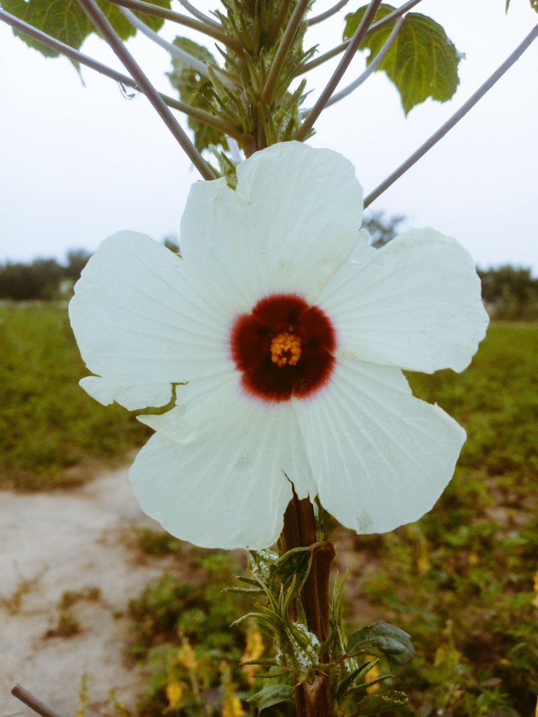 Elbash3875's tweet image. Good morning
Can you recreate this