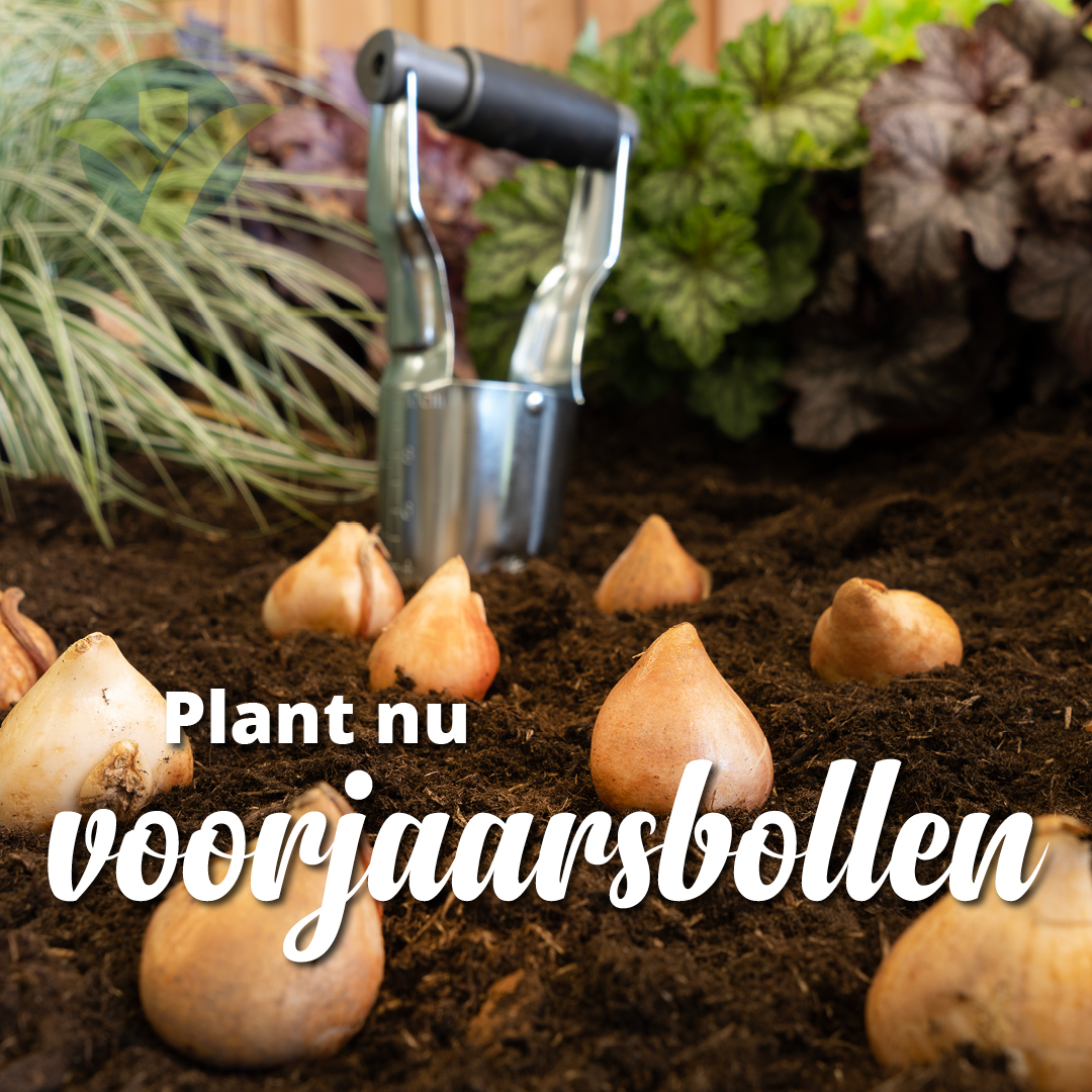 Plant nu voorjaarsbollen en wordt in het voorjaar beloond met een sierlijke bloemenpracht in je tuin. Kom langs en ontdek onze verschillende voorjaarsbollen. Wil je weten welke vestiging bij jou in de buurt open is? Check op ow.ly/QKTR50PRXh3

#voorjaarsbollen #GroenRijk