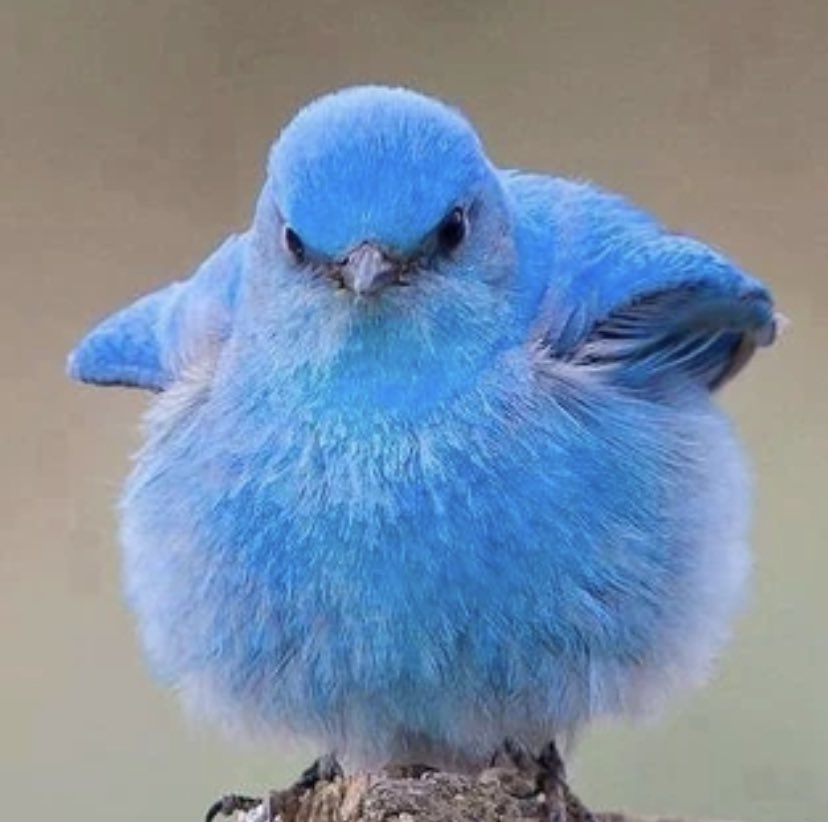 #Twitterbird #itsnottoolate
Bring back the bird. Who wants to go back?