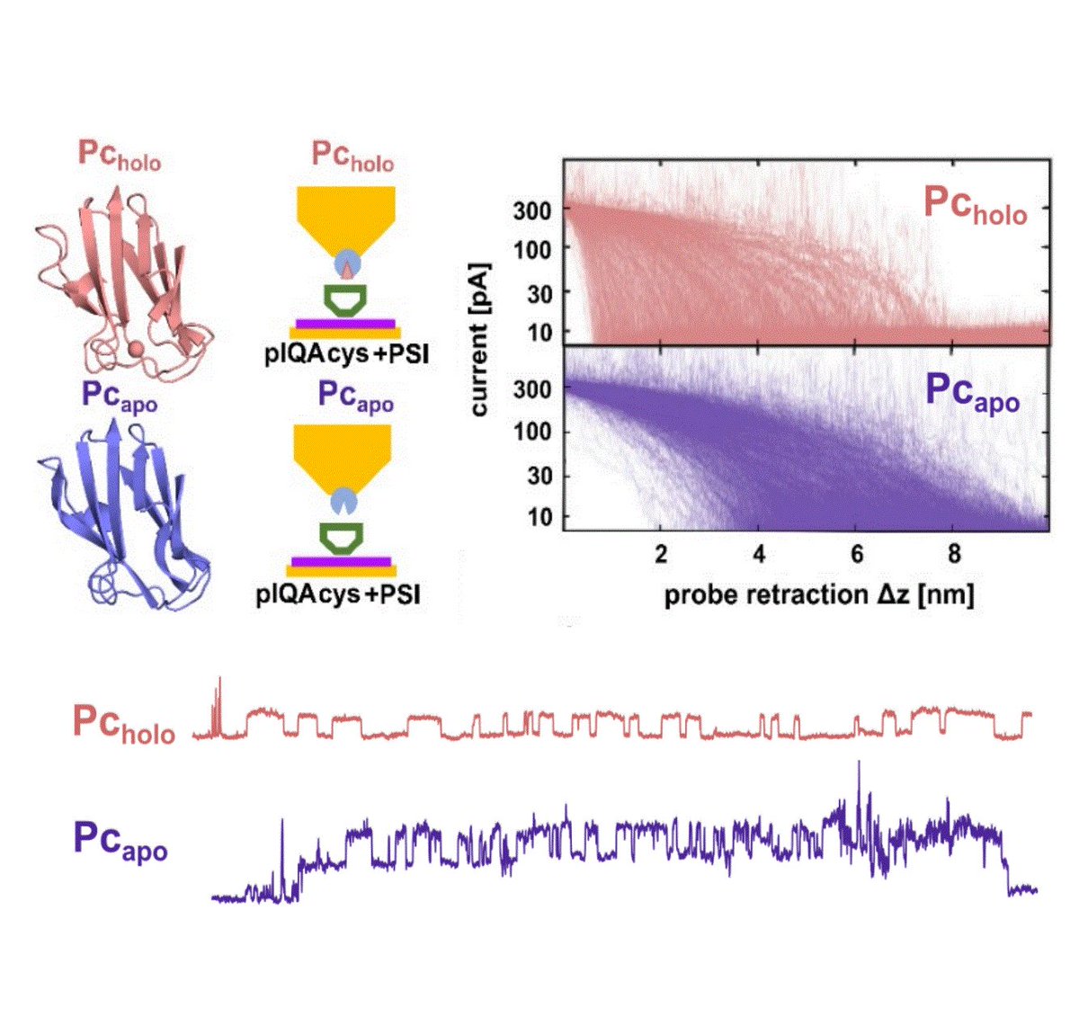 plastocyanin and #photosystem I single molecule conductance
<a href="/IBECBarcelona/">IBEC</a> @BIST <a href="/CIBERBBN/">CIBER-BBN</a>
#electrontransportchain #ElectronTransfer #bioelectrochemistry #scanningtunnelingmicroscopy #molecularelectronics pubs.acs.org/doi/10.1021/ac…