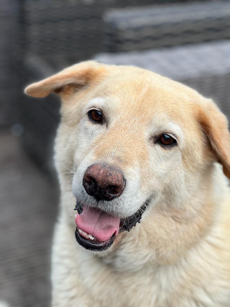 It's #WorldSmileDay ! Sherbert's smile is contagious - hope it gets your day off to a smiley start!