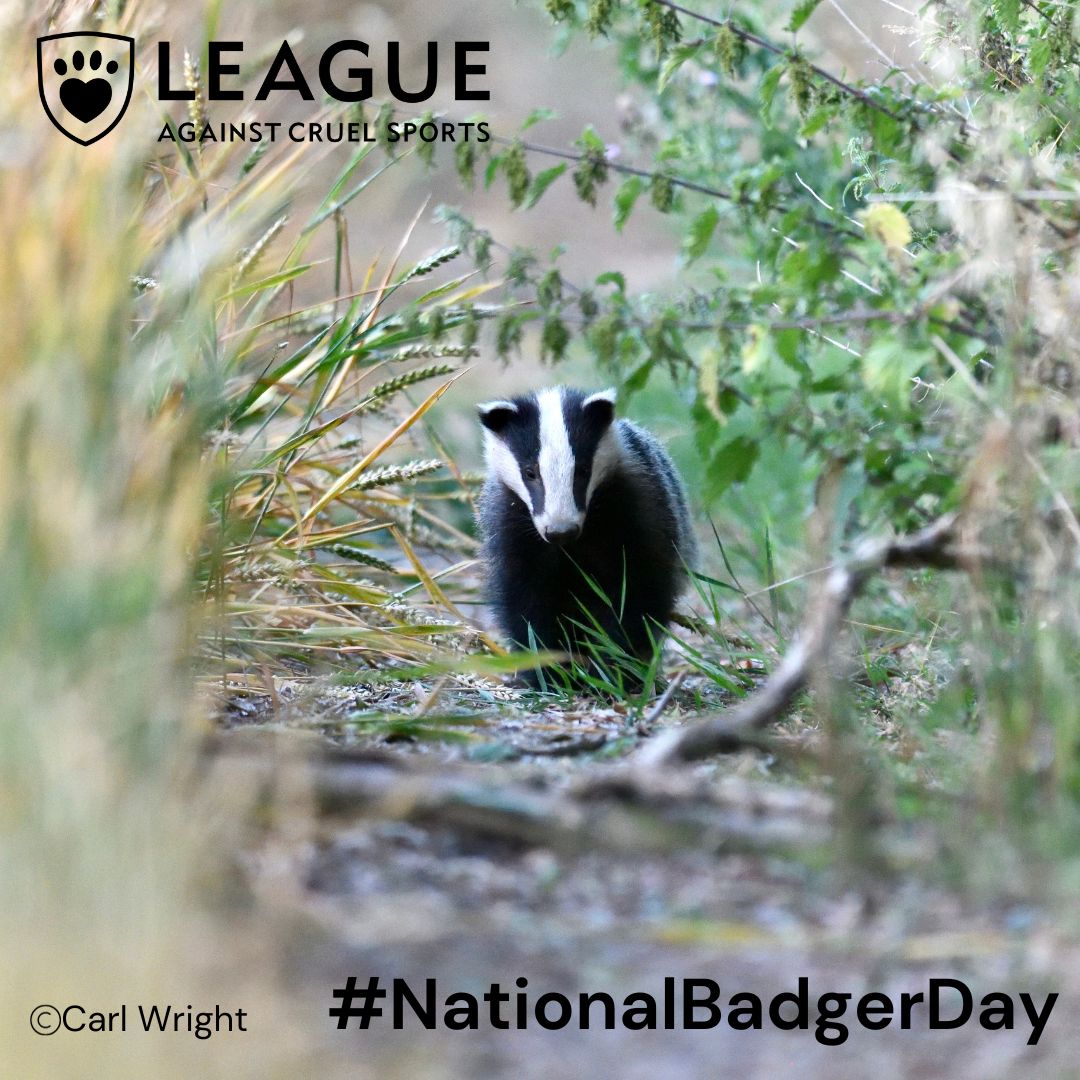 Today is National Badger Day, a day to celebrate badgers and show support for our friends at @BadgerTrust  and show how we can make #SpaceforBadgers.

For more information, visit our website: leagueacs.co.uk/2xLiS

#NationalBadgerDay