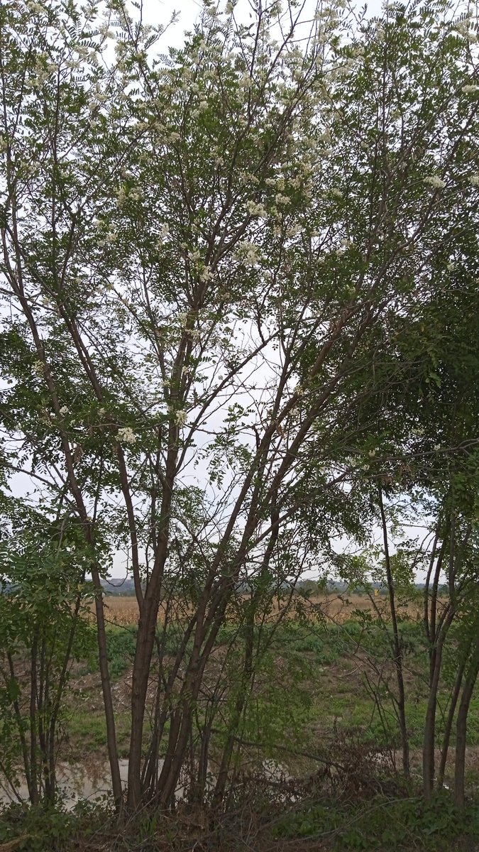 Goran Milenkovic tweet media