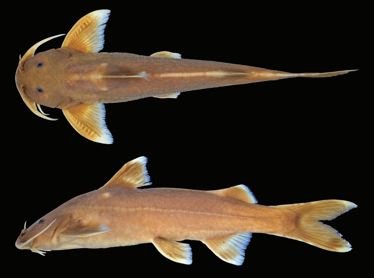 #NewSpeciesAlert - #𝐺𝑙𝑦𝑝𝑡𝑜𝑡ℎ𝑜𝑟𝑎𝑥 𝑝𝑟𝑖𝑜𝑛𝑜𝑡𝑜𝑠, a new #sisorid catfish from #Myanmar and #Thailand (Teleostei: Siluriformes: #Sisoridae). #Catfishes
🔒 bit.ly/48Hkt43