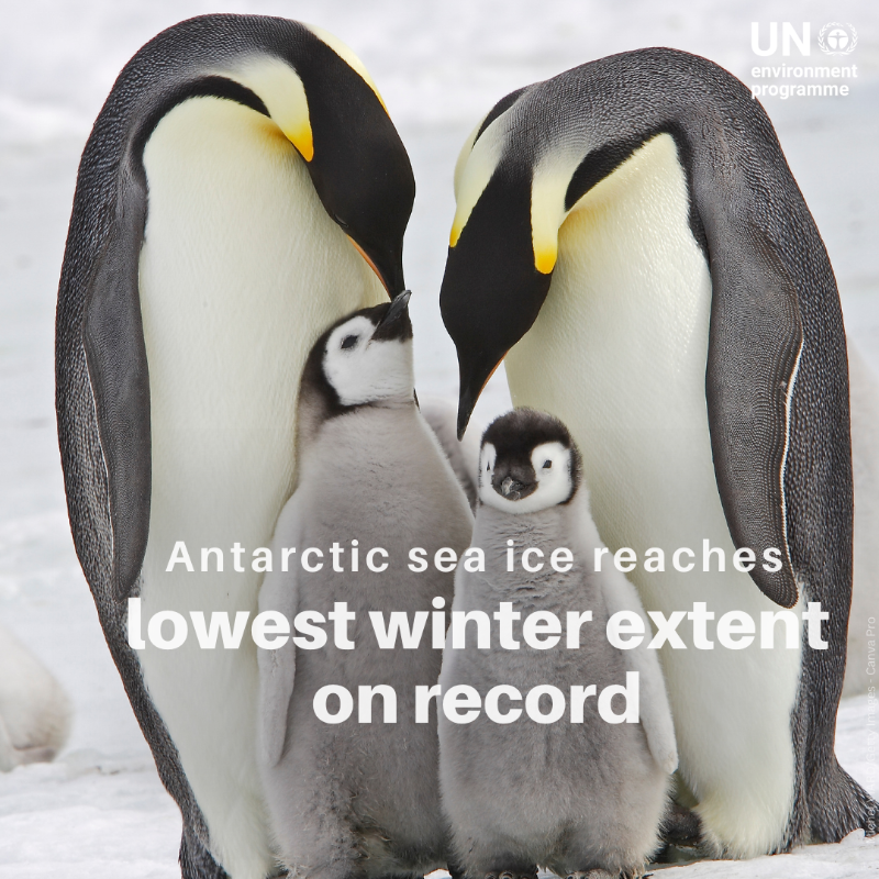 UNEP's tweet photo. Antarctic winter sea ice has reached its lowest record, a full million km² below 2022, greater than the size of Egypt.

Due to the rapid shrinking of sea ice, Emperor penguins experienced unprecedented breeding failure last year, posing a severe threat to the Antarctic ecosystem.