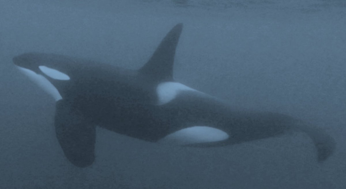Joseph Mine (@josephmine95) on Twitter photo Killer whales can teach us a thing or two about communication complexity... but only if we rise up to the challenge! #killerwhales <a href="/lets_experiment/">Experiment</a>
We are crowdfunding in order to support the participation of motivated students in our expedition 🙏
--> experiment.com/projects/can-w… Killer whales can teach us a thing or two about communication complexity... but only if we rise up to the challenge! #killerwhales <a href="/lets_experiment/">Experiment</a>
We are crowdfunding in order to support the participation of motivated students in our expedition 🙏
--> experiment.com/projects/can-w…