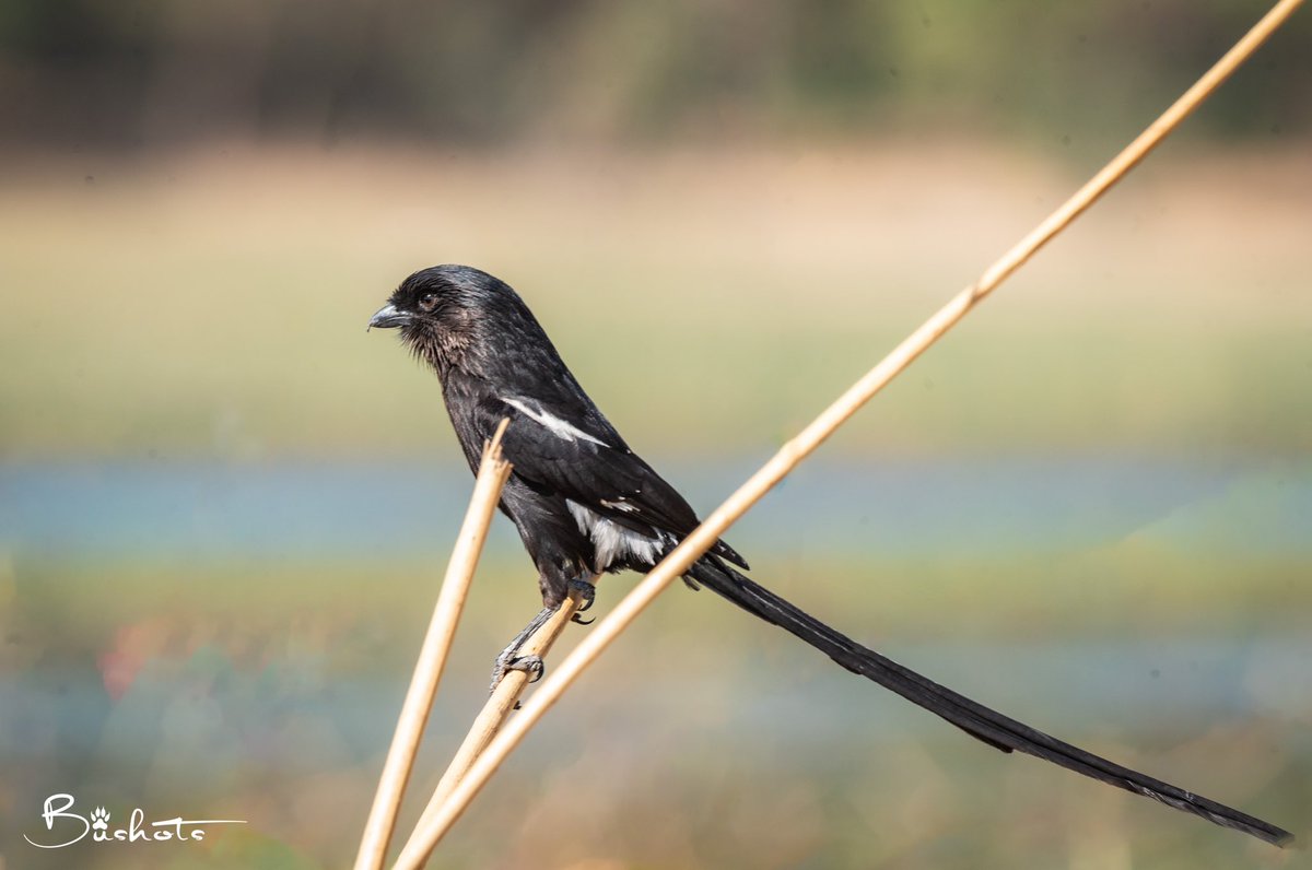 Perched conspicuously and searching the ground below him was this floppy tailed, bulky black shrike with white patches on the shoulders and wings - the Magpie Shrike. A consummate carnivore by default and picky forager by choice. 📍: Thamalakane River, Maun #BirdsSeenIn2023