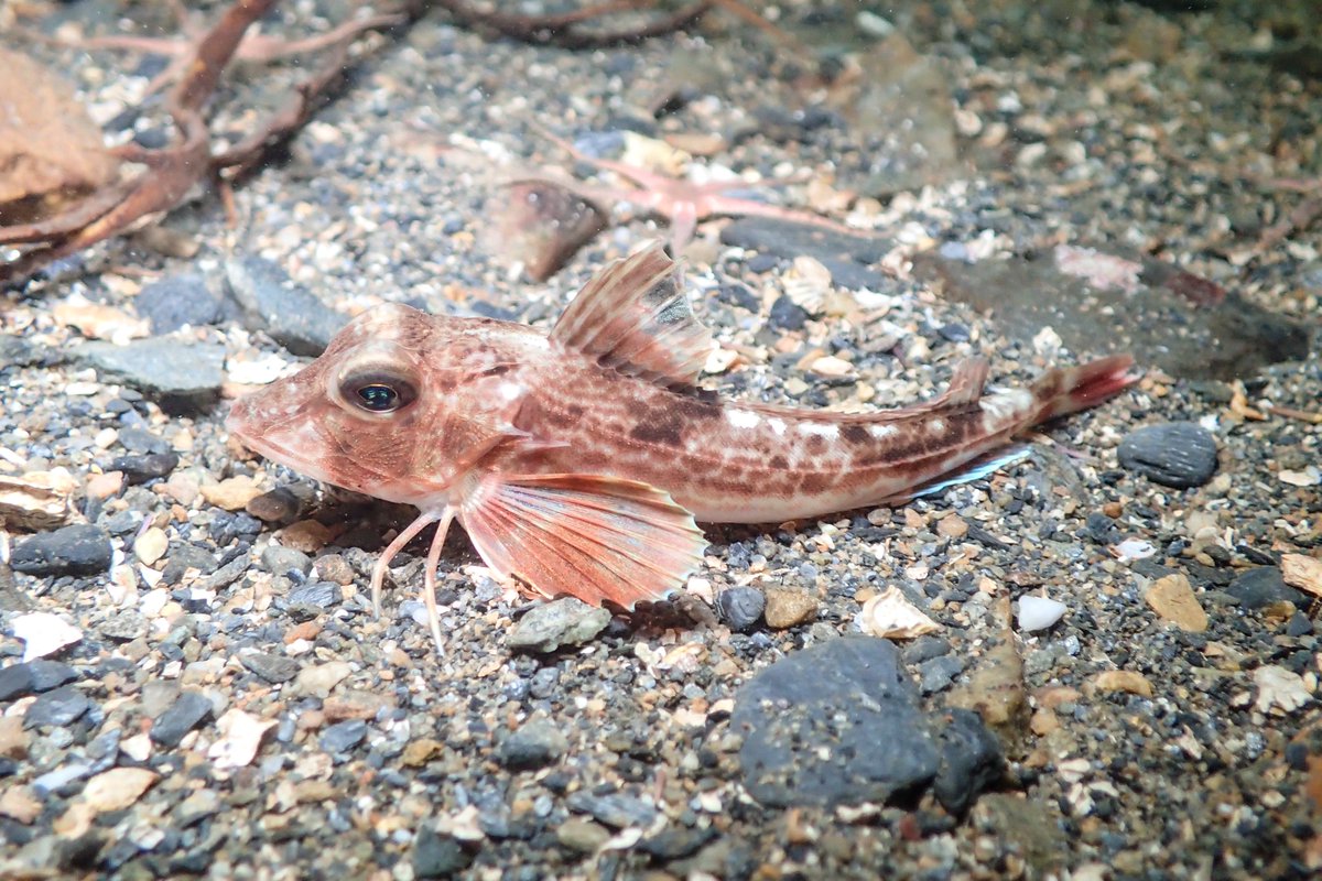 SaltwaterlifeUK's tweet photo. 🤿 Scuba survey work on the west coast this week followed by a lovely dive at the Picnic Site 💙

📍 A young catshark with the most beautiful eyes
📍Lovely little bobtail squid
📍 Teeny tiny baby ling (10cm max) 
📍 Juvenile Grey Gurnard

#scubadiving #diving #underwater https://t.co/jFr5Vu1zKK