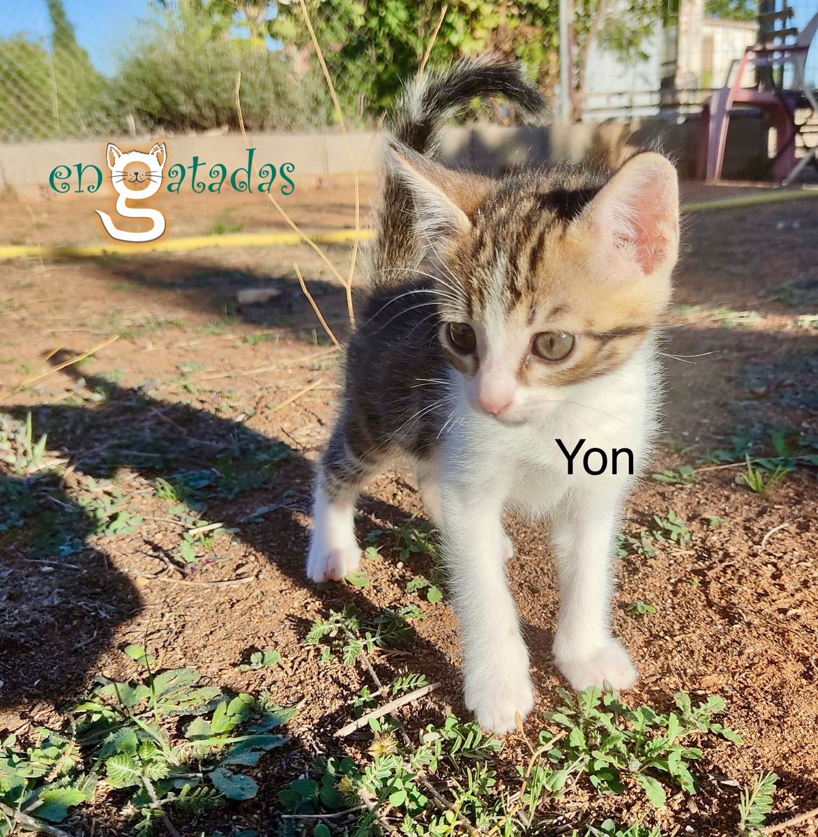 enGatadas_AB's tweet photo. Es Yon, 6 semanas, recién rescatado…
No hay sombra en tu corazón que resista a este MichiAmor con ese gesto confiado.
A Yon le buscamos una familia tan bonita como él.
Está en #Albacete pero viajaría.
Para adoptar👇
https://t.co/cshvr8F7mz
¿Nos ayudas compartiendo? #CatsLover https://t.co/qgGSWGpiO9