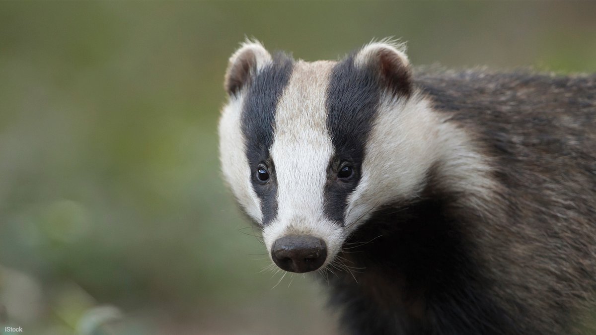 It's #NationalBadgerDay so today let's take the time to celebrate these incredible creatures. Have you had a special encounter with a badger? Share with us! You can also urge the Government to end the culling of badgers by signing our petition 👇 form.typeform.com/to/mdl8UJ
