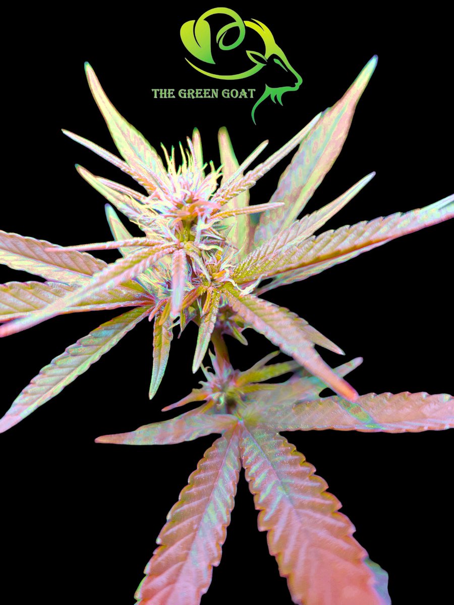 Elevate your grow with the Goat #cannabisgrower #Advancednutrients #growyourown