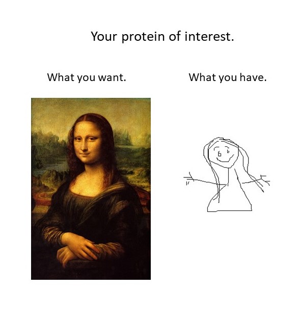 Protein_Sweden's tweet photo. Need protein for your research? We can help you get what you want. https://t.co/HQL5PN8eRG