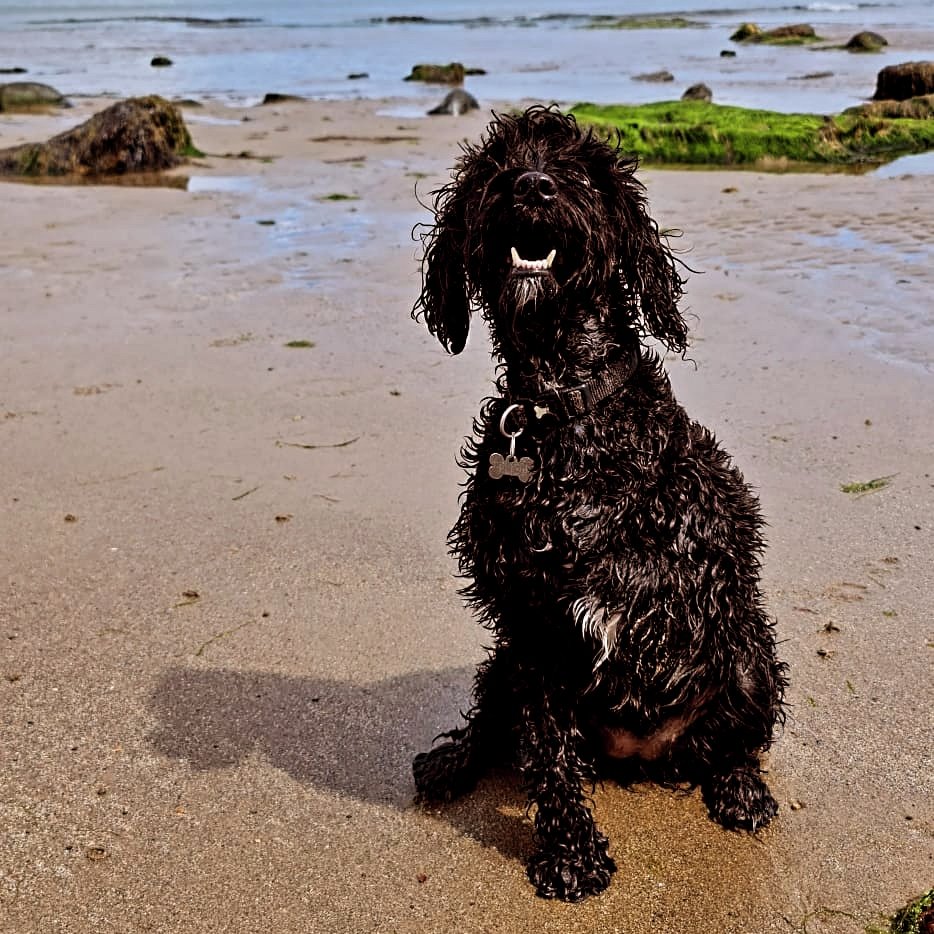 The theme for #WorldSmileDay2023 is 'radiate joy'. Our Maddie certainly does that, bringing smiles to everyone she meets. How about you, what makes you smile?

#maddietheoctopup #octopupadventures #WorldSmileDay #RadiateJoy #theoctopusfoundati8n #thetentacletowers