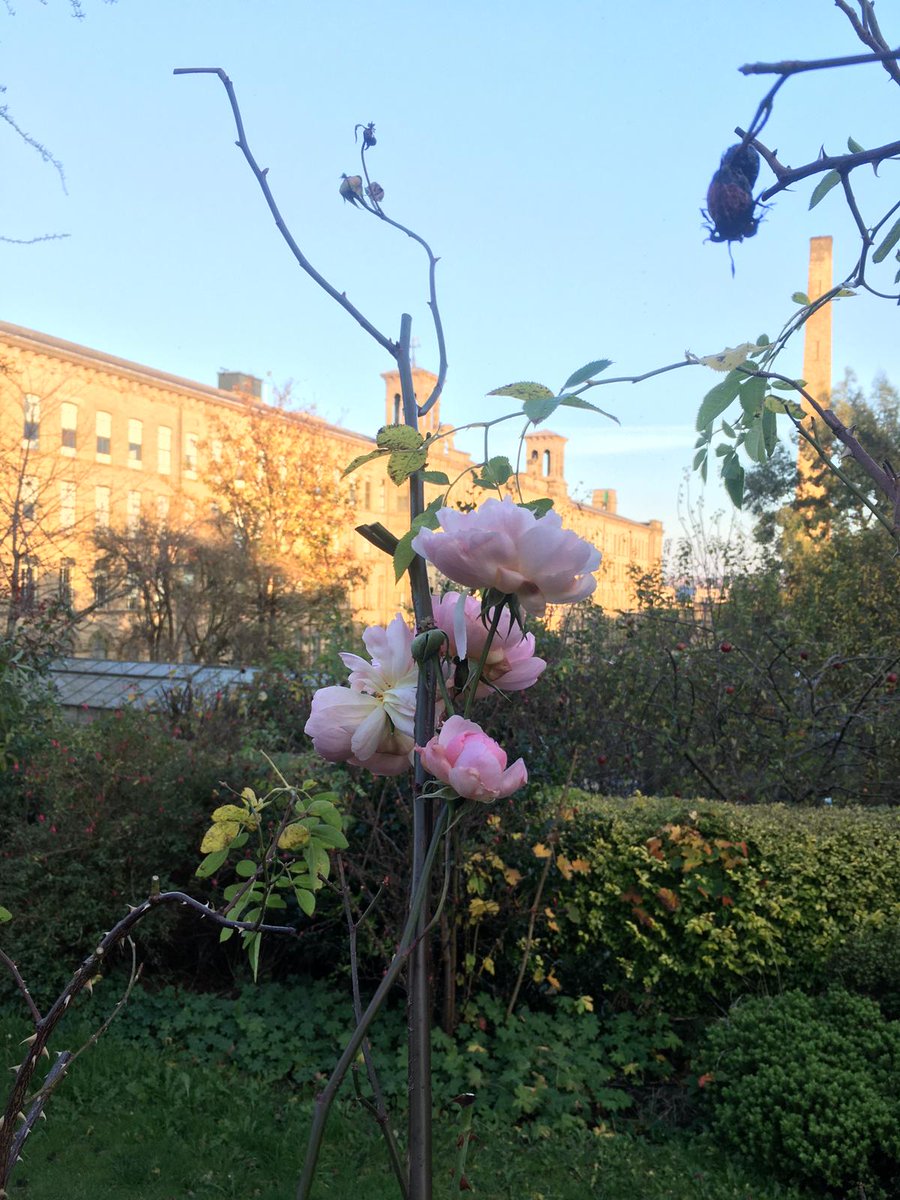 The Saltaire Collection tweet media