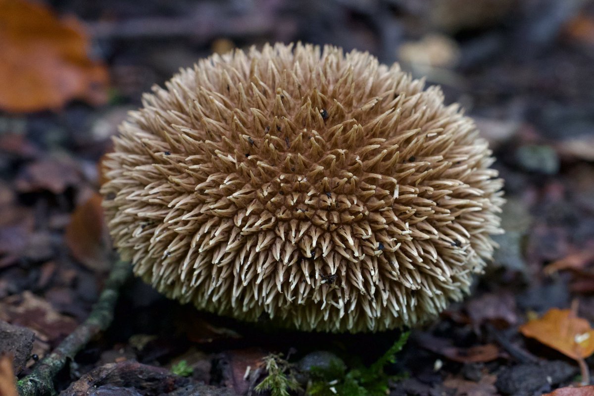 Came across this stunning Spiny Puffball in the woods at Sapperton (Gloucestershire). First time I’ve ever seen one 😳I wondered what on earth it was at first - thought it might squeak or run off if I touched it! 😂 #FungiFriday