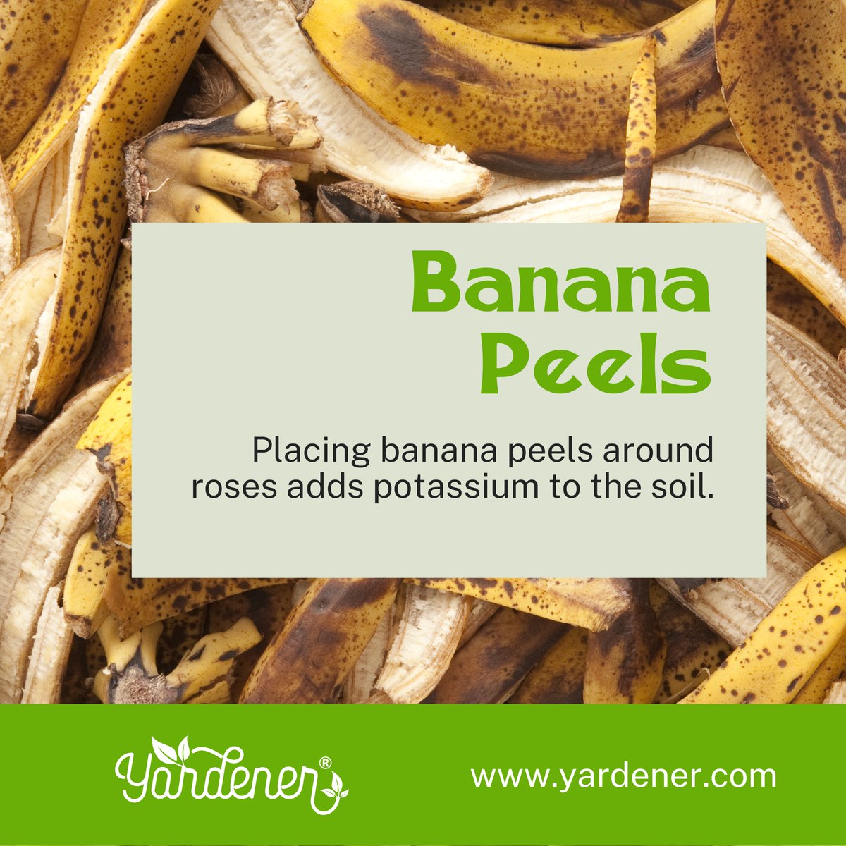 🍀 Daily Tips:

Next time you eat a banana, don't throw away the peel! It's a natural fertilizer for your roses.

#gardening #gardeningtips #dailytips #GardenersWorld #garden #gardening101 #gardeninglove #gardeninglife #gardeningideas #gardeninghacks #gardeningcommunity