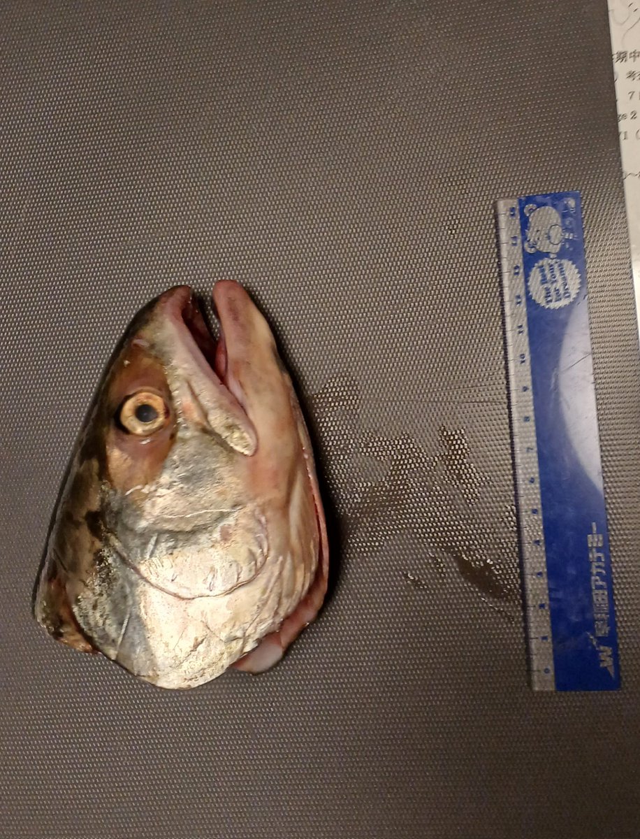 Isurus1810's tweet photo. 北海道産の鮭の頭を近所の魚屋にて50円(良心的やな)で入手!試験終わったら骨にする。ちな鮭は軟骨が多くて難しいらしい
#鮭 #サケ #魚屋 #骨格標本
#salmon #サーモン #fishskull https://t.co/WrNmQvdd0U