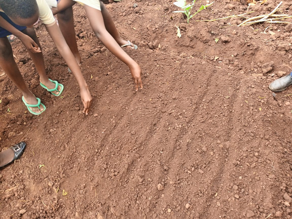 🌱Students at Mpoma Royal College Slow Food Club in Kisowera were undertaken into soil and water management. From garden preparation to planting techniques, they learnt the power of organic vegetables for a healthy diet! #SlowFoodGardens
#Agroecologyworks
